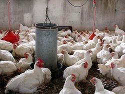 Poultry Farmers Work To Produce 100 Million Eggs in Las Tunas, Cuba